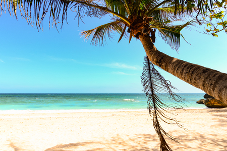 Palm tree leaf, swing on a becah in Boracay, Philippinesの写真素材