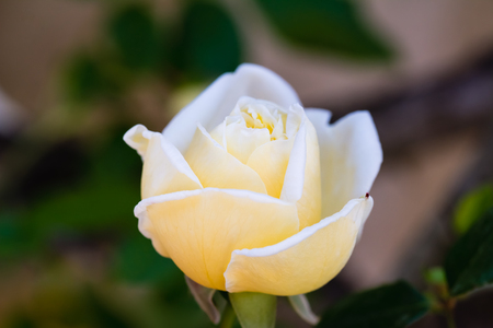 Close up of a white and yellow roseの写真素材