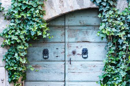 Old wooden door with clappers and ivy aroundの写真素材