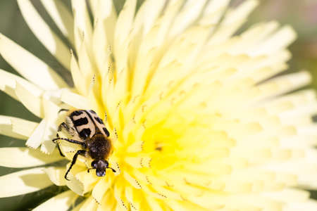 Close up of a Pachyta, a genus of beetles, on a yellow flower