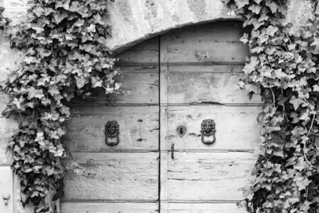 Old wooden door with clappers and ivy aroundの写真素材