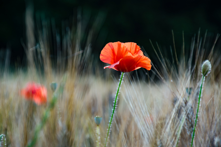 Close up of a poppy flower in a field of wheatの写真素材