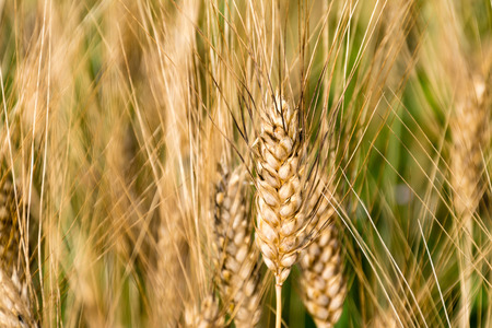Golden ears of wheat on a fieldの写真素材