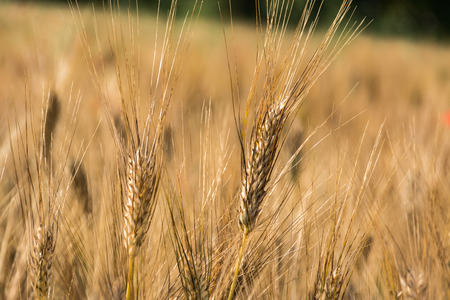 Golden ears of wheat on a fieldの写真素材