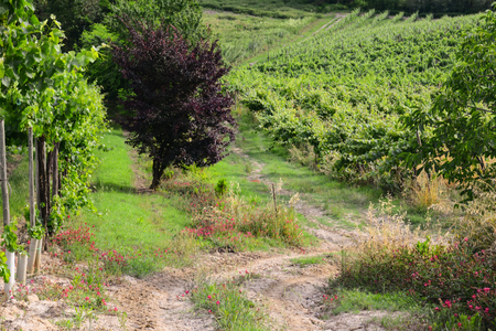 A path of the vineyards in Tuscany with wild flowers and a treeの写真素材
