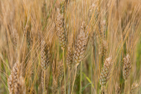 Golden ears of wheat on a fieldの写真素材