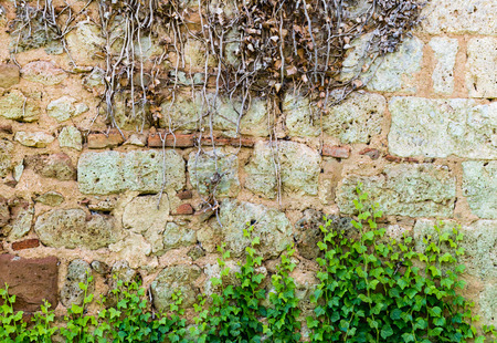 A dry ivy plant stretches of a living plant along a wall of a churchの写真素材