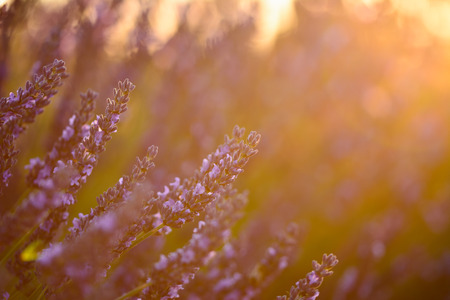 Close up of a lavender flower at sunset light in Provenceの写真素材