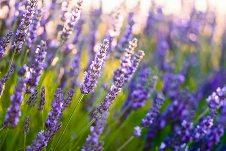 Close up of a lavender flowerの写真素材