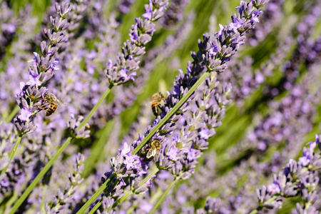 Close up of a lavender flower in a field in Provence near the town of Valensole with honeybees looking for pollenの写真素材