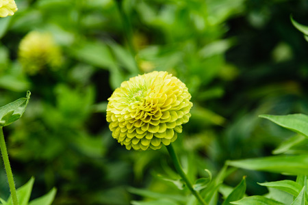 A Chrysanth green flower in a garden in Gorky Park, Moscowの写真素材