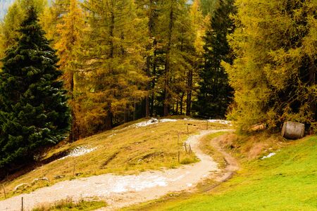 A dirt road That enter into an autumn woods