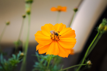 Close up of a bee on a yellow flower