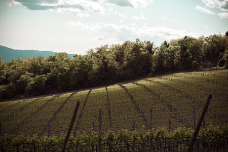 View of a vineyard in Chianti area near the town of Radda in Chianti, Tuscany, Italyの写真素材