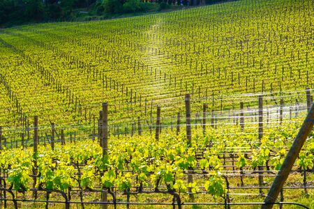View of a vineyard in Chianti area near the town of Radda in Chianti, Tuscany, Italyの写真素材