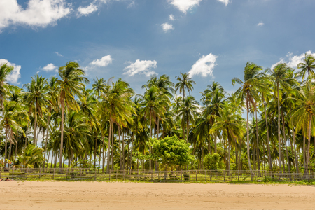 Scenic view of the nature of Nacpan beach in El Nido, Palawan, Philippinesの写真素材
