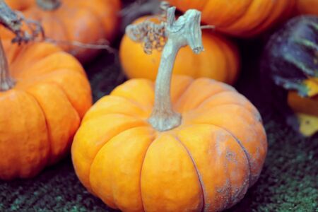 Close up of a small pumpkin