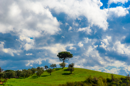 A tree at the top of a hill in Tuscanyの写真素材