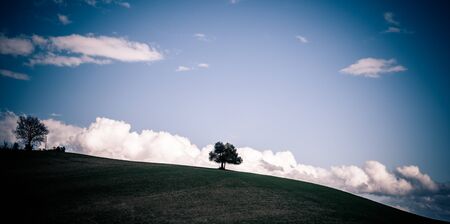 Tree alone on a hill in Tuscany