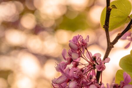 Purple flower on a treeの写真素材