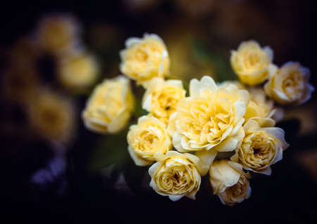 Close up of some small yellow rosesの写真素材