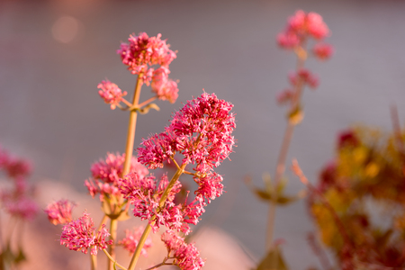 Close up of purple wildflowersの写真素材