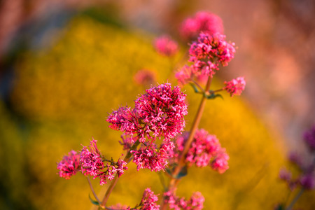 Close up of purple wildflowersの写真素材