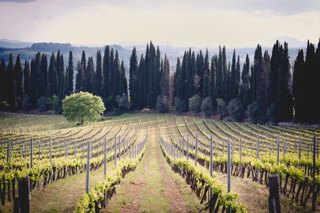 Tuscany countryside in spring with cypress trees and a vineyardの写真素材