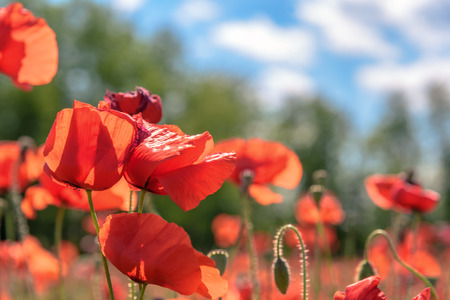 Colorful poppies in a field in summer in Tuscany.