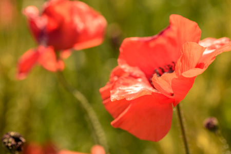 Colorful poppies in a field in summer in Tuscany.の写真素材