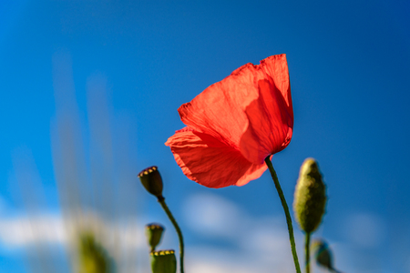 Colorful poppies field and yellow wheat in summer.の写真素材