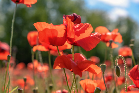 Colorful poppies in a field in summer in Tuscany.の写真素材