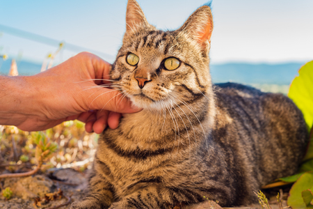 A man's hand caresses a domestic catの写真素材