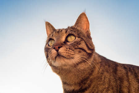 Domestic cat portrait.の写真素材