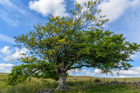 Scenic view of the beautiful nature of Cairgorms National Park in Scotland in summerの写真素材