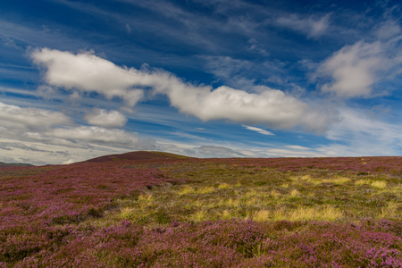 Scenic view of the beautiful nature of Cairngorms National Park in Scotland in summerの写真素材