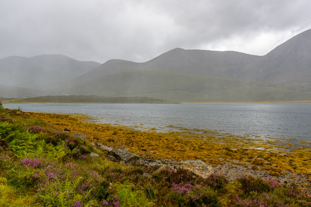 Yellow sea weed on Isle of Skye, Scotland in a rainy day.の写真素材