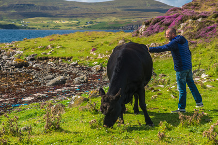 ISLE OF SKYE, SCOTLAND - AUGUST 12, 2017 - A man caress a black cow  in a meadow of the Isle of Skye.のeditorial素材