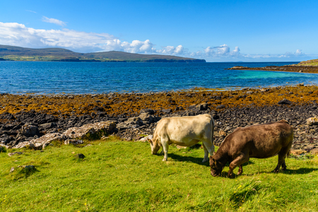 White cow free range in the Coral Beaches in the Isle of Skye, Scotlandの写真素材