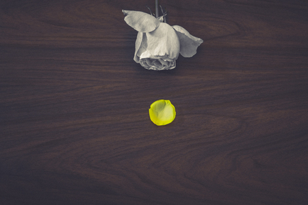 Yellow ranunculus petal on a brown wooden background. Flat lay, vintage scene.の写真素材