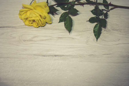 Yellow ranunculus flower on a white wooden background. Flat lay, vintage scene.の写真素材