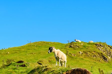 Sheeps grazing and free range in a field of the Isle of Skye.の写真素材