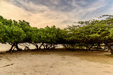 Caribbean landscape. Divi Tree against sunset at the Eagle Beach, Arubaの写真素材