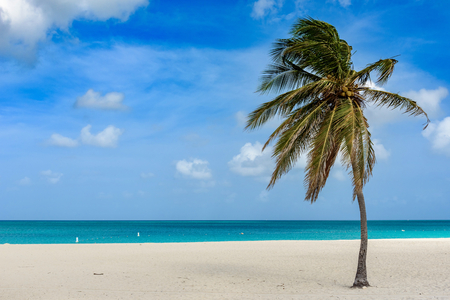 Palm tree on the idyllic white sand of Eagle Beach in Aruba. Caribbean seascape.の写真素材