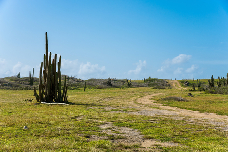 View of the arid nature of Aruba. Tropical landscape.の写真素材
