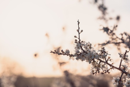 White spring flowers on a branch of a tree against sunsetの写真素材