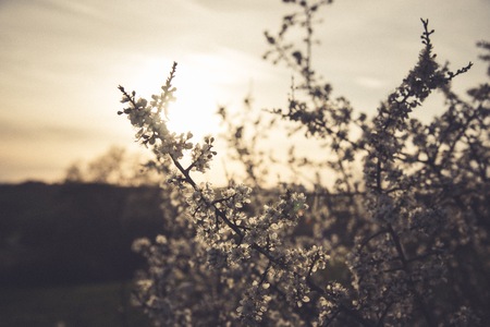 White spring flowers on a branch of a tree against sunset. Vintage photo.の写真素材