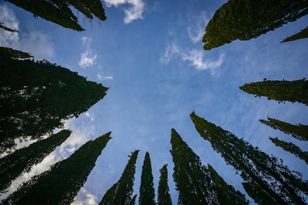 Silhouette of cypress trees against blue sky.