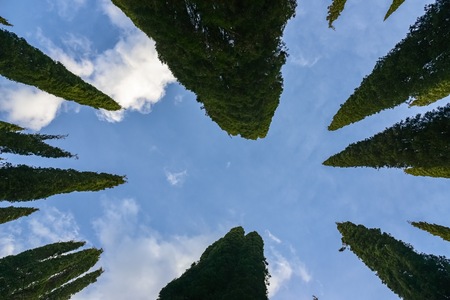 Silhouette of cypress trees against blue sky.の写真素材