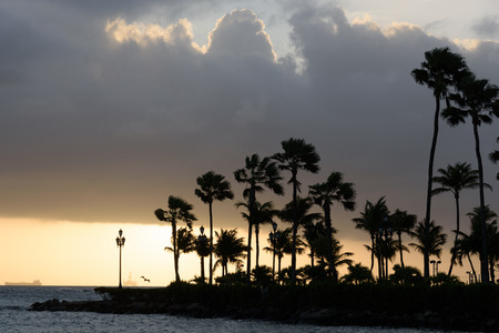 Caribbean sunset with a row of palm treesの写真素材